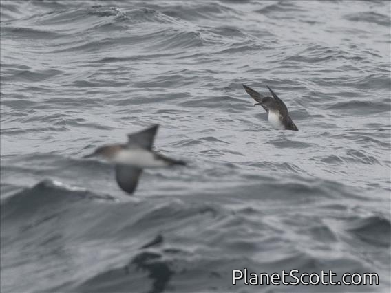 Black-vented Shearwater (Puffinus opisthomelas)