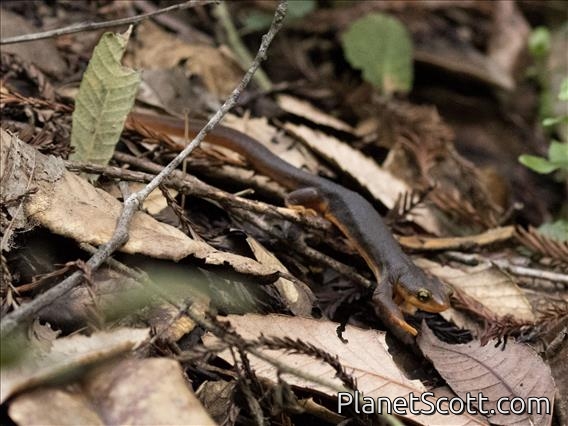 California Newt (Taricha torosa)