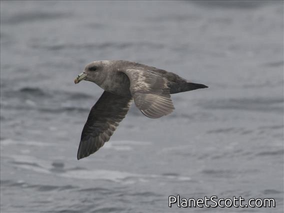 Northern Fulmar (Fulmarus glacialis)