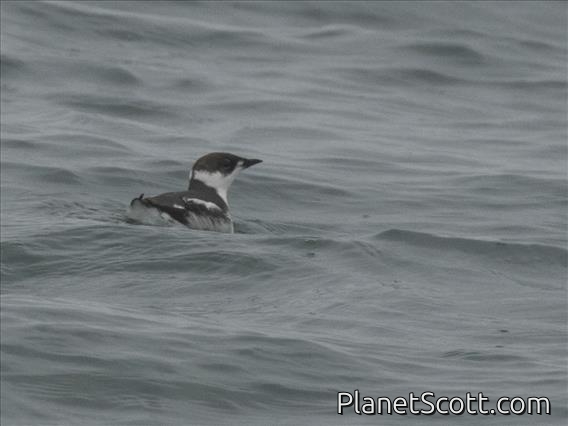 Marbled Murrelet (Brachyramphus marmoratus)