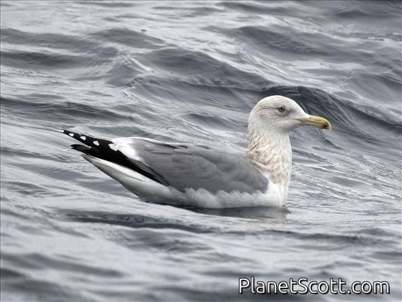 American Herring Gull (Larus smithsonianus) - Non-breeding