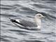 Herring Gull (Larus argentatus) - Non-breeding