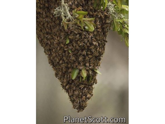 Honeybee (apis mellifera)