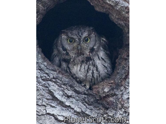 Western Screech-Owl (Megascops kennicottii)