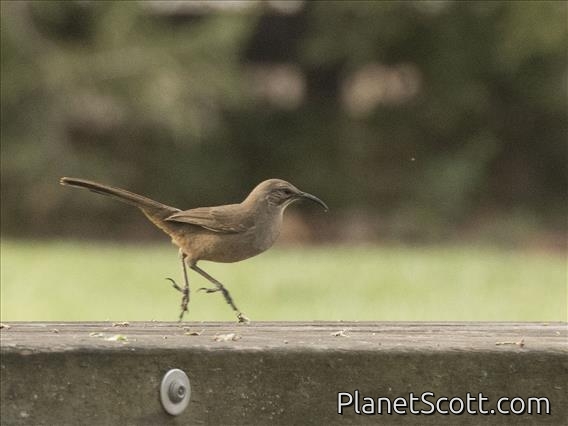 California Thrasher (Toxostoma redivivum)