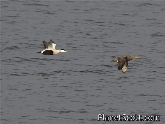 Common Eider (Somateria mollissima)