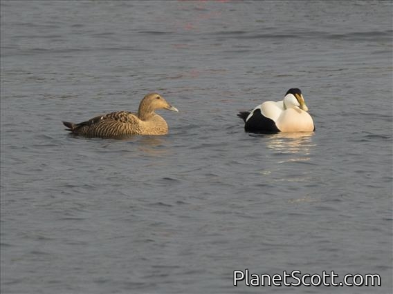 Common Eider (Somateria mollissima) - Breeding Plumage
