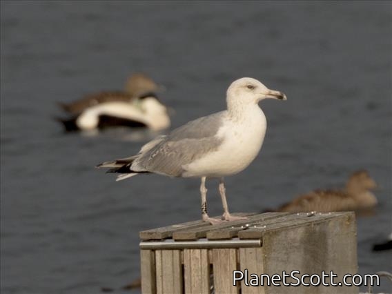 European Herring Gull (Larus argentatus)