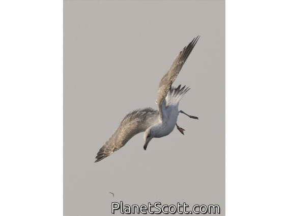 European Herring Gull (Larus argentatus)