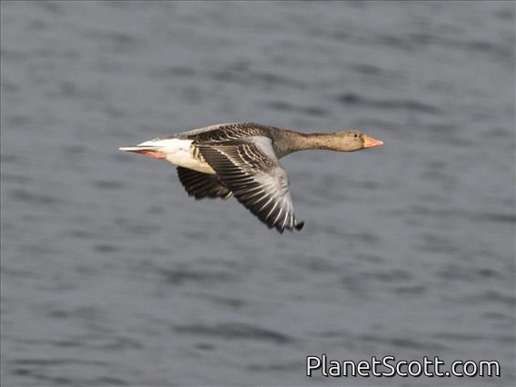 Graylag Goose (Anser anser)