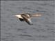 Graylag Goose (Anser anser)