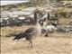 Graylag Goose (Anser anser)