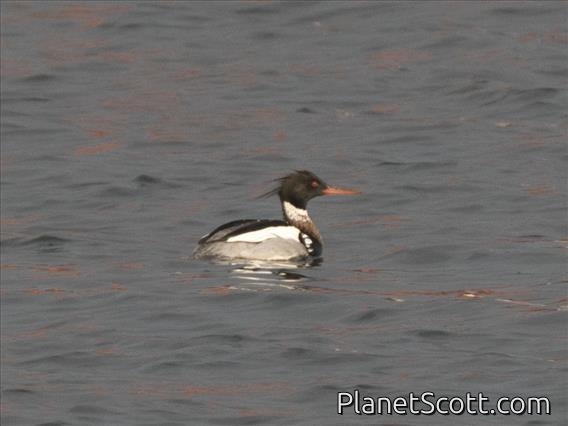 Red-breasted Merganser (Mergus serrator)