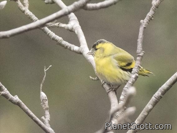 Eurasian Siskin (Spinus spinus)