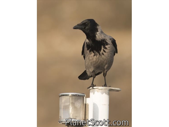 Hooded Crow (Corvus cornix)