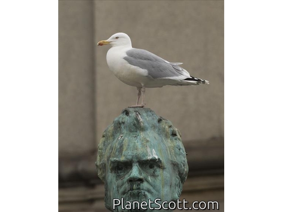 European Herring Gull (Larus argentatus)