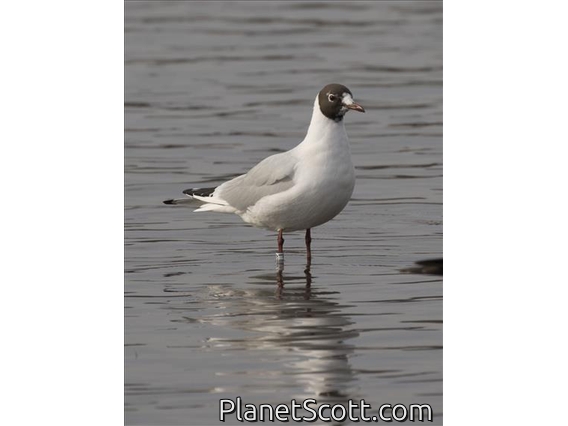 Black-headed Gull (Chroicocephalus ridibundus) - Late Winter