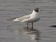 Black-headed Gull (Chroicocephalus ridibundus) - Late Winter