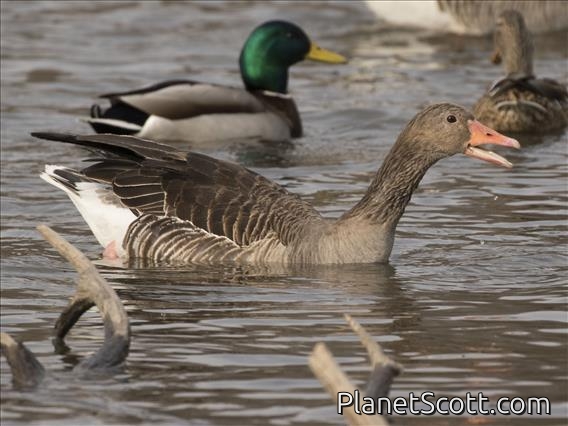 Graylag Goose (Anser anser)