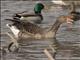 Graylag Goose (Anser anser)