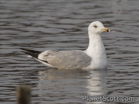 European Herring Gull (Larus argentatus) 4th year