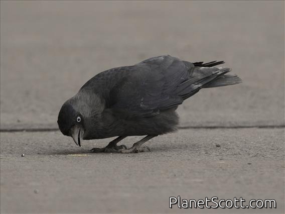 Eurasian Jackdaw (Corvus monedula) - Oslo Airport