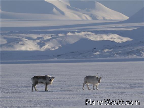 Caribou (Rangifer tarandus)