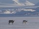 Caribou (Rangifer tarandus)
