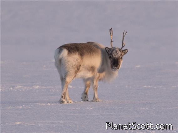 Caribou (Rangifer tarandus)