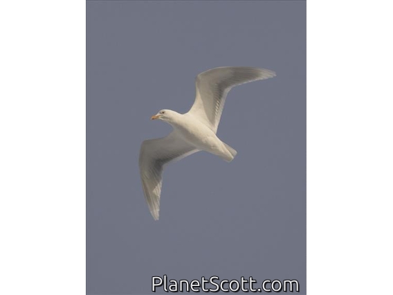 Glaucous Gull (Larus hyperboreus)