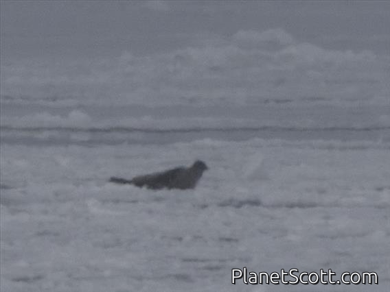 Harp Seal (Pagophilus groenlandicus)