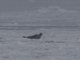 Harp Seal (Pagophilus groenlandicus)