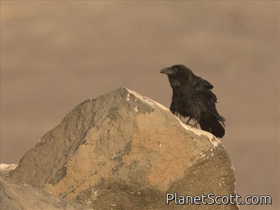 Common Raven (Corvus corax)