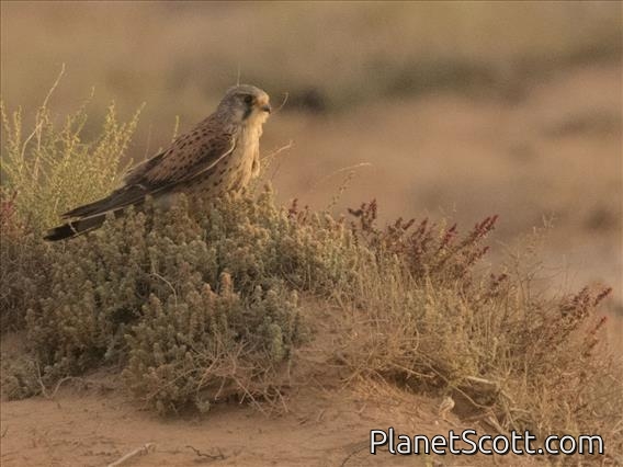 Eurasian Kestrel (Falco tinnunculus)