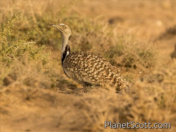 Houbara Bustard (Chlamydotis undulata)