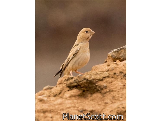 Trumpeter Finch (Bucanetes githagineus)