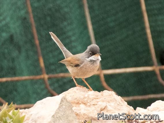 Spectacled Warbler (Sylvia conspicillata) - Male