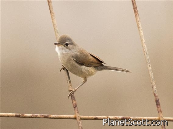 Spectacled Warbler (Sylvia conspicillata) - Female
