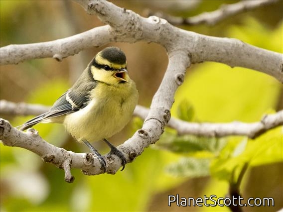African Blue Tit (Cyanistes teneriffae) - Fuerteventura