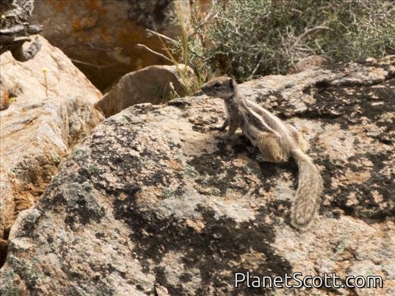 Barbary Ground Squirrel (Atlantoxerus getulus)