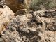 Barbary Ground Squirrel (Atlantoxerus getulus)