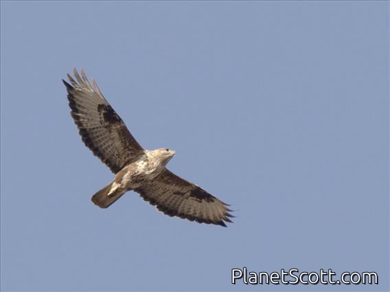 Common Buzzard (Buteo buteo)