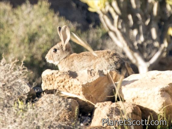 European Rabbit (Oryctolagus cuniculus)
