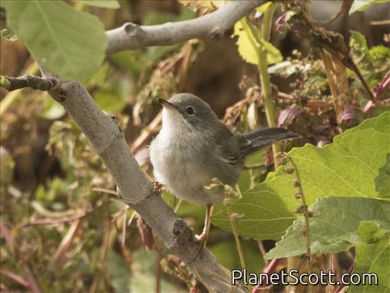 Sardinian Warbler (Sylvia melanocephala) - Female