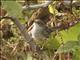 Sardinian Warbler (Sylvia melanocephala) - Female
