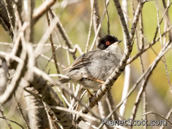 Sardinian Warbler (Sylvia melanocephala) - Male