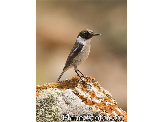 Fuerteventura Stonechat (Saxicola dacotiae) - Male
