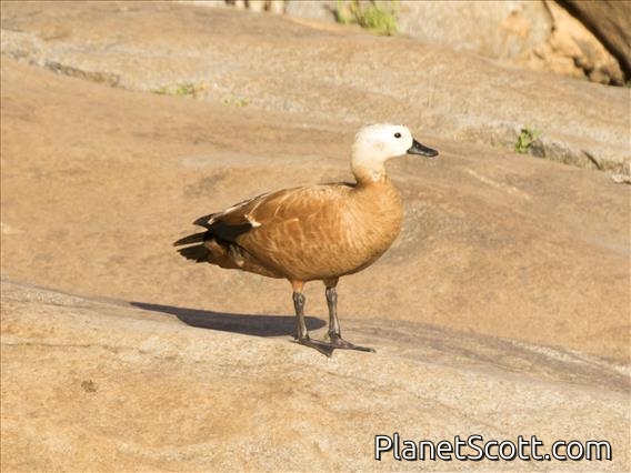 Ruddy Shelduck (Tadorna ferruginea)
