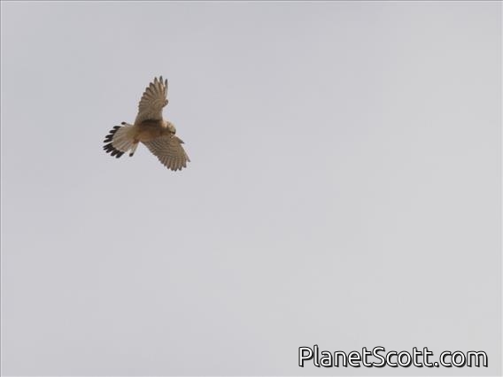 Eurasian Kestrel (Falco tinnunculus)