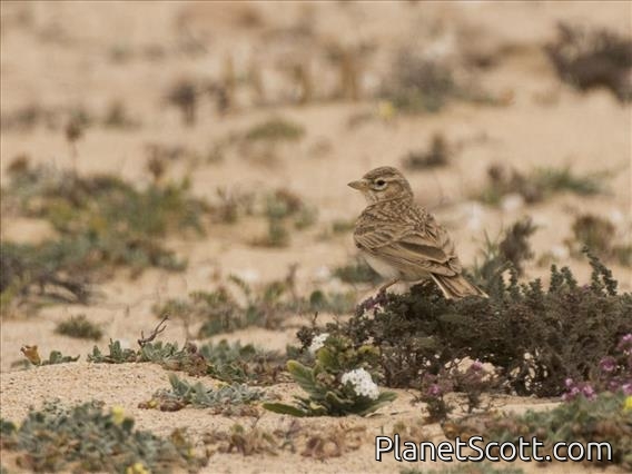 Mediterranean Shorttoed Lark (Alaudala rufescens)